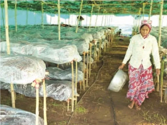 ଛତୁ ଚା‌ଷ ଉପରେ କରୋନା ମାଡ଼ : ଗଞ୍ଜାମ ବାହାରକୁ ରପ୍ତାନି ବନ୍ଦ, ଚାଷୀ ହତାଶ, ମୂଲଚାଲ୍‌ରେ ବନ୍ଧା ପଡ଼ିଛି ବେପାର