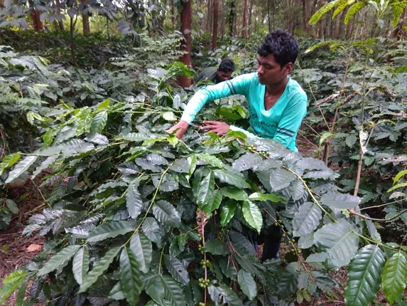 କୋରାପୁଟ କଫିକୁ କରୋନା ପାହାର: ଅମଳ ସରିଛି, ବିକ୍ରି ହେଇ ପାରୁନି, ପଡ଼ି ରହିଛି ୫୫୦ ମେଟ୍ରିକ ଟନ କଫି ମଂଜି