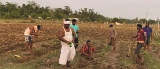 ଗାଁକୁ ଆସିଥିବା ଶିକ୍ଷିତ ଯୁବକଙ୍କ ଅଭିନବ ପ୍ରୟାସ : ଆରମ୍ଭ କଲେ କୋଭିଡ୍ ଅର୍ଗାନିକ ପରିବା ଚାଷ ପ୍ରକଳ୍ପ