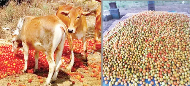 କରୋନା ମାଡ଼: କ୍ଷେତରେ ଶଢ଼ୁଛି ନୂଆଗାଁ କ୍ୟାପ୍ସିକମ୍‌