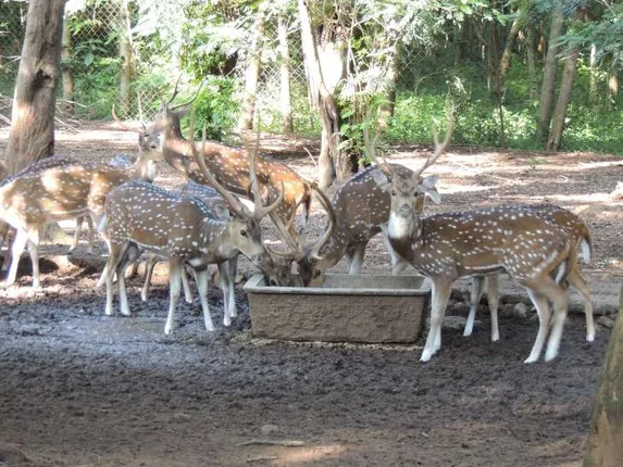 ଭଞ୍ଜବିହାରରୁ ହରିଣ ସ୍ଥାନାନ୍ତର ଆରମ୍ଭ, ପ୍ରଥମ ଦିନରେ ଲଖାରୀ ଅଭୟାରଣ୍ୟ ଗଲେ ୭ ହରିଣ