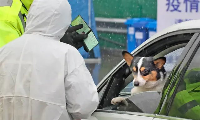 ଚୀନର ସେନଝେନ୍ ସହରରେ ନୂଆ ଆଇନ; ନିଷେଧ ହେଲା ବିରାଡ଼ି ଓ କୁକୁର ମାଂସ ଭୋଜନ