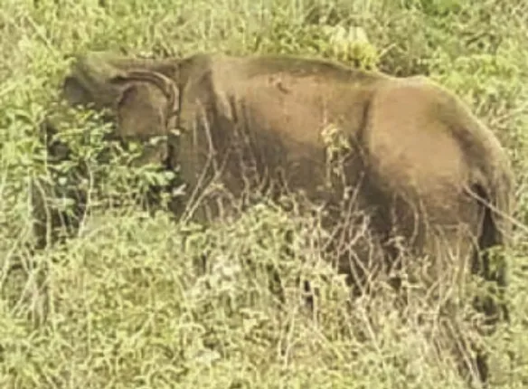 ପାଇକସାହି : ଗାଁରେ ବୁଲୁଛି ଅସୁସ୍ଥ ହାତୀ