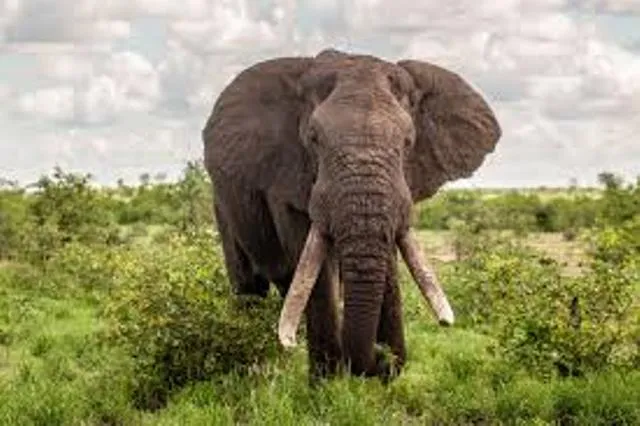 ସୁବର୍ଣ୍ଣପୁର ଜିଲ୍ଲାର ଚାନ୍ଦଲି ରିଜର୍ଭ ଜଙ୍ଗଲରେ ମିଳିଲା ହାତୀର ମୃତଦେହ, ଦନ୍ତାକୁ କେହି ଗୁଳି ମାରିଥିବାର ସନ୍ଦେହ