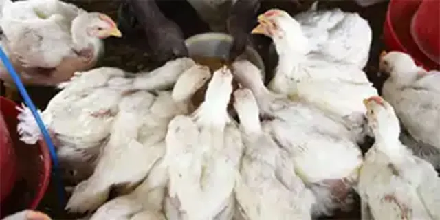 କୁକୁଡ଼ା ଚାଷୀଙ୍କୁ କରୋନା ମାଡ଼: ବନ୍ଦ ହେବାକୁ ବସିଲାଣି ୧୨ ଫାର୍ମ, ସହାୟତା ଲୋଡ଼ିଲେ କୁକୁଡ଼ା ଚାଷୀ