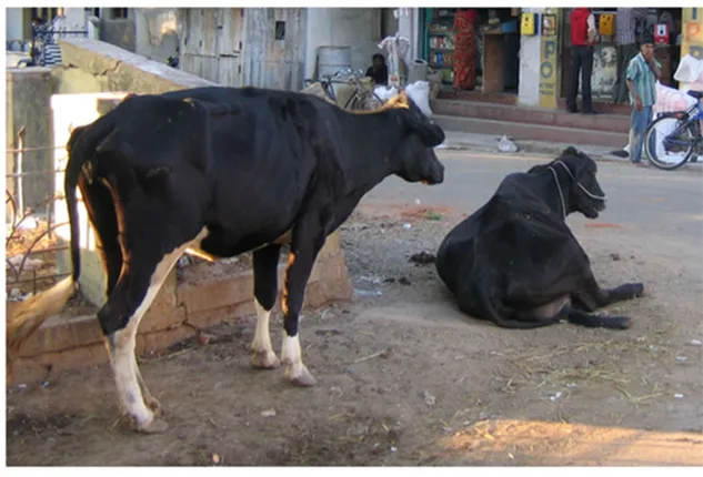 ୧୫ଶହ ଷଣ୍ଢ, ୪୦ହଜାର କୁକୁରଙ୍କୁ ଆଜିଠୁ ଦିଆଯିବ ଖାଦ୍ୟ