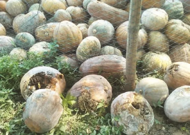 କଟକଣା କୋହଳ ହେଲେ ବି ପରିବା ଚାଷୀ ହତାଶ