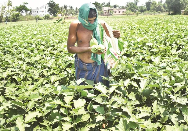 ଚାଷୀଙ୍କ ପାଇଁ ପରାମର୍ଶ ଜାରି : ଅଦିନିଆ ବର୍ଷାରେ ଫସଲ ନଷ୍ଟ ଆଶଙ୍କା