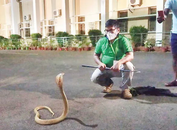 ବିଧାନସଭା ଲିଲି ପୁଲ୍‌ ନିକଟରୁ ନାଗ ଉଦ୍ଧାର