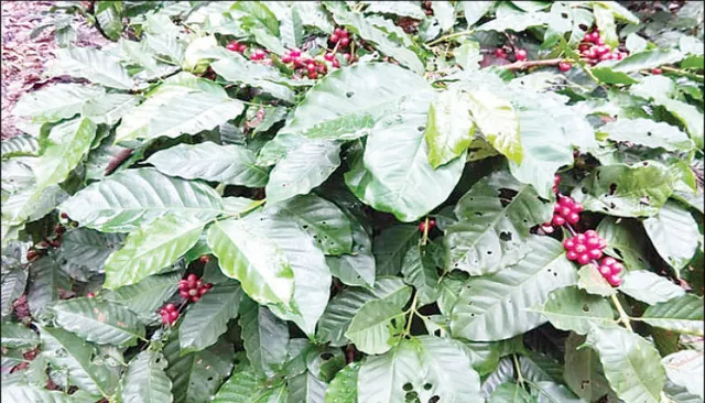 କୋରାପୁଟ କଫିକୁ କରୋନା ପାହାର: ଅମଳ ସରିଛି, ବିକ୍ରି ହେଇ ପାରୁନି