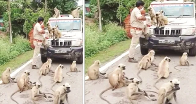 ପୁଲିସ ବାବୁଙ୍କୁ ଘେରିଲେ ଭୋକିଲା ମାଙ୍କଡ଼