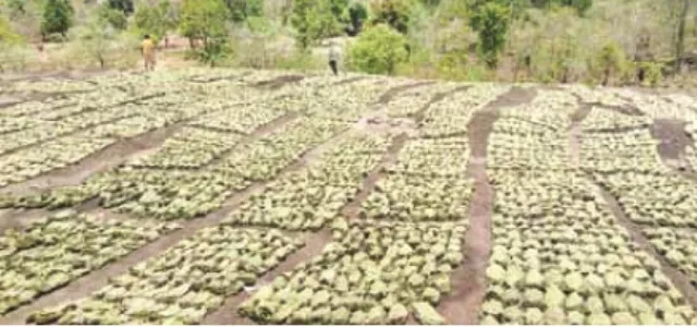 ହାତବାନ୍ଧି ବସିଛନ୍ତି ୬୬ହଜାର କେନ୍ଦୁପତ୍ର ତୋଳାଳି, ଚଳିତବର୍ଷ କଲ୍ୟାଣକାରୀ ଯୋଜନାର ସହାୟତାକୁ ନେଇ ସନ୍ଦେହ