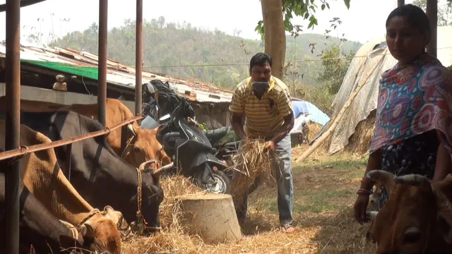 ଦୁଗ୍ଧ ଚାଷୀଙ୍କ ମେରୁଦଣ୍ଡରେ କରୋନା ମାଡ: ହେଇପାରୁନି କ୍ଷୀର ବିକ୍ରି, ମିଳୁନି ଗୋଖାଦ୍ୟ