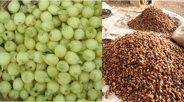 ଲକ୍‌ଡାଉନ୍‌ ସୁଯୋଗରେ ଆଦିବାସୀଙ୍କୁ ଶୋଷଣ : ଚାଉଳ କେଜିଏକୁ ମହୁଲ କେଜିଏ