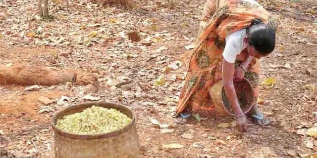 ସବୁ ରାଜ୍ୟକୁ କେନ୍ଦ୍ର ସରକାରଙ୍କ ନିର୍ଦ୍ଦେଶ : ତ୍ବରାନ୍ୱିତ ହେବ ଲଘୁ ବନ୍ୟଜାତ ଉତ୍ପାଦ ସଂଗ୍ରହ