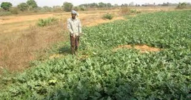 ନୂଆପଡ଼ା ଜିଲ୍ଲାରେ ଫସଲ ନଷ୍ଟ, ବିଭାଗୀୟ ଅଧିକାରୀମାନେ ଜିଲ୍ଲାପାଳଙ୍କୁ ସଠିକ୍ ରିପୋର୍ଟ ଦେଉନଥିବାରୁ ଚାଷୀମାନଙ୍କ ମଧ୍ୟରେ ତୀବ୍ର ଅସନ୍ତୋଷ