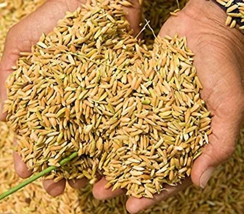 ଲକ୍‌ଡାଉନ୍‌ରେ ବିହନ ସଙ୍କଟର ଚାଲେଞ୍ଜ : ଆବଶ୍ୟକ ୧୫ ହଜାର କ୍ବିଣ୍ଟାଲ, ପ୍ରଥମ ପର୍ଯ୍ୟାୟରେ ଆସିବ ୩ ହଜାର କ୍ବିଣ୍ଟାଲ