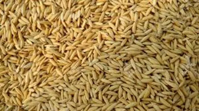 ପାଖେଇଲାଣି ଅକ୍ଷୟ ତୃତୀୟା, ଧାନ ବିହନ ପ୍ରକ୍ରିୟାକରଣରେ ବିଳମ୍ବ