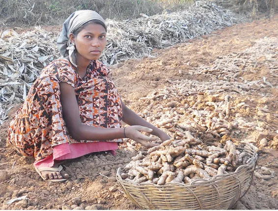 କନ୍ଧମାଳ ହଳଦୀ ଚାଷୀଙ୍କ ଚିନ୍ତା ବଢ଼ାଇଛି କରୋନା: ସୋସାଇଟି ଖୋଲା, ବିକ୍ରି ପାଇଁ ଯିବାକୁ ପୁଲିସ ଭୟ