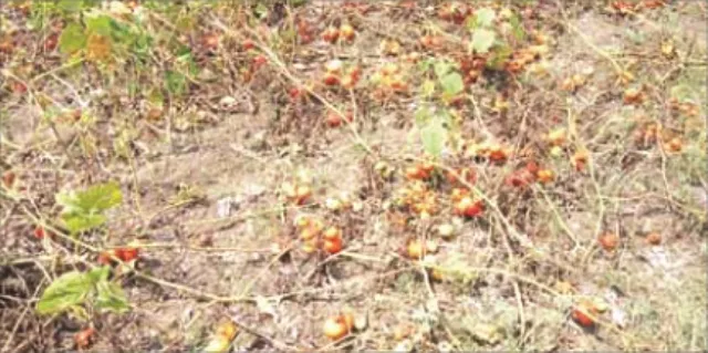 ଲକ୍‌ଡାଉନ୍‌ ଘୋଷଣା ପରେ ଟମାଟୋ ବିଲରେ ପଚୁଛି, ତୋଳା ହେଉନି ବାଇଗଣ, ମୁଣ୍ଡରେ ହାତ ଦେଲେଣି ଚାଷୀ