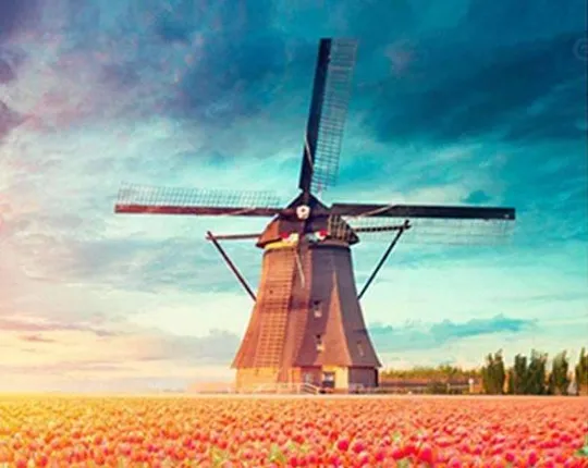 ଟ୍ୟୁଲିପ୍‌ ଫୁଲର ମଶାଣି