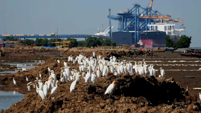 ଲକଡାଉନ ସମୟରେ ମାଛଧରା ନାହି, ମେଳି ବାନ୍ଧିଛନ୍ତି ବଗ। ( ଫୋଟୋ: ଅରୁଣ, ଚାନ୍ଦବାଲି)