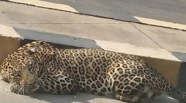 ଲକ୍‌ଡାଉନ୍‌ର ସୁଯୋଗ ନେଇ ଜନବସତି ସ୍ଥାନକୁ ମାଡ଼ି ଆସୁଛନ୍ତି ବନ୍ୟଜନ୍ତୁ, ଲୋକ‌େ ଭୟଭୀତ