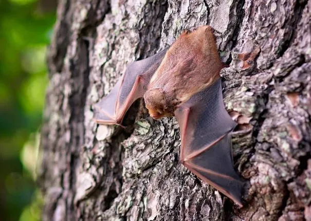 ବହୁ ଦଶନ୍ଧି ଧରି ବାଦୁଡ଼ିଙ୍କଠାରେ କରୋନା ଭୂତାଣୁ ରହିଆସିଛି