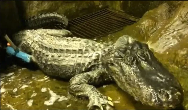 ବର୍ଲିନ ବୋମା ବିସ୍ଫୋରଣରୁ ବଞ୍ଚି ଯାଇଥିବା ୮୪ ବର୍ଷିଅ ବିରଳ କୁମ୍ଭୀରର ମୃତ୍ୟୁ