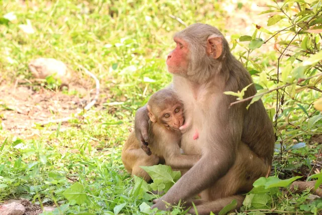 ମାତୃତ୍ୱ...। (ଫଟୋ: ମନୋଜ ବିଶ୍ୱାଳ, ବାଲେଶ୍ୱର)