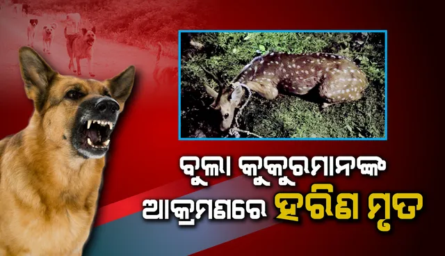 ବୁଲା କୁକୁରମାନଙ୍କର ଆକ୍ରମଣରେ ହରିଣ ମୃତ