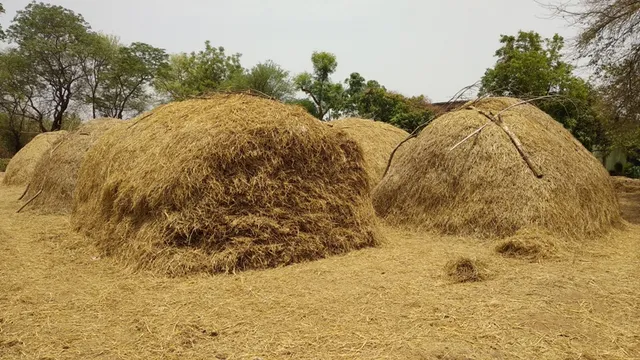 ସରକ‌ାରଙ୍କ ଧାନ କିଣା ନିର୍ଦ୍ଦେଶକୁ ଫୁ : ଖଳାରେ ଭିଜୁଛି ହଜାର ହଜାର କୁଇଣ୍ଟାଲ ଧାନ, କୋଭିଡ଼ ଆଳରେ ନିଘୋଡ଼ ନିଦରେ ଯୋଗାଣ ବିଭାଗ