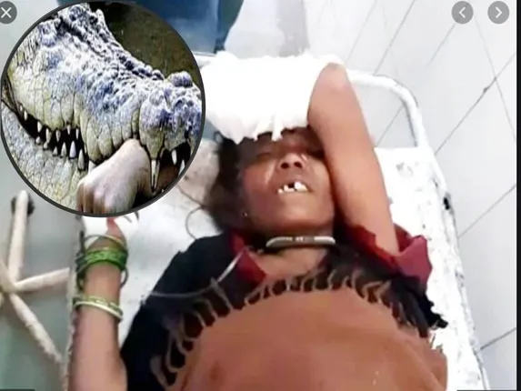 ନଦୀରୁ ପାଣି ପିଉଥିବା ବେଳେ ମହିଳାଙ୍କ ହାତକୁ କାମୁଡ଼ି ଖାଇଦେଲା କୁମ୍ଭୀର