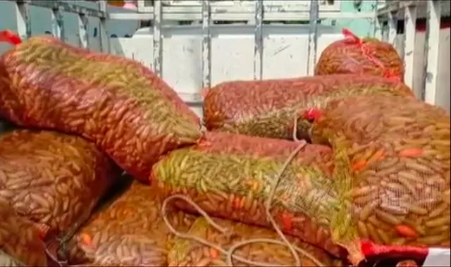 ପରିବା ଗାଡ଼ିରେ ଆସୁଥିଲା ମଦ, ପଶ୍ଚିମବଙ୍ଗରୁ ଓଡ଼ିଶାକୁ ଚୋରା ମଦ ଆସୁଥିବାବେଳେ ଅବକାରୀ ବିଭାଗର ଚଢ଼ାଉ