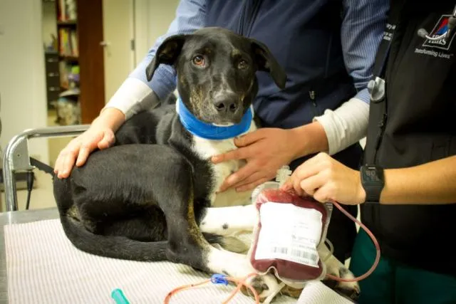 ସ୍କାଏ ଲାଇଟ୍ : ପଶୁଙ୍କ ରକ୍ତ ଭଣ୍ଡାର