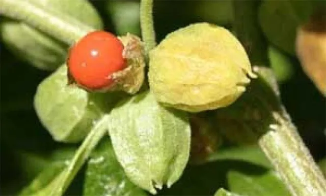 କରୋନା ଟିକା ପାଇଁ ଅଶ୍ବଗନ୍ଧା ଗୁରୁତ୍ବପୂର୍ଣ୍ଣ: ଦିଲ୍ଲୀ ଆଇଆଇଟି, ଜାପାନ ଗବେଷକଙ୍କ ଅଭିନବ ଆବିଷ୍କାର