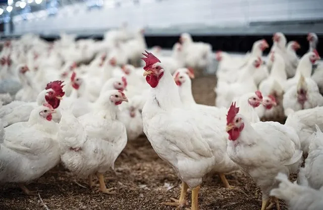 ଚିକେନ୍‌ ଦର ୨୫୦ ଛୁଇଁଲା