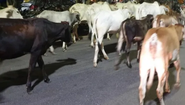 ଘଟଗାଁ ଅଞ୍ଚଳରେ ପୁଣି ଗୋରୁ ଚୋରି ରାକେଟ ସକ୍ରିୟ