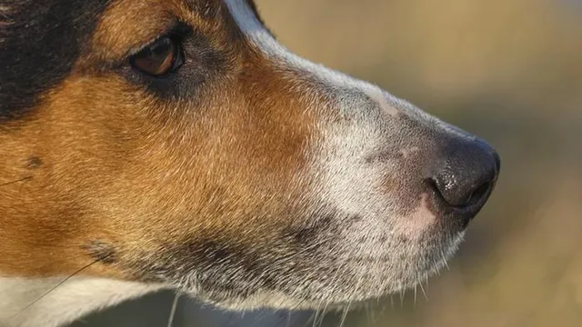 ଭୋପାଳ: କୁକୁରକୁ ପିଟି ପିଟି ଫାଶୀ ଦେଇଥିବା ତିନିଜଣ ହତ୍ୟାକାରୀଙ୍କୁ ଖୋଜୁଛି ପୁଲିସ