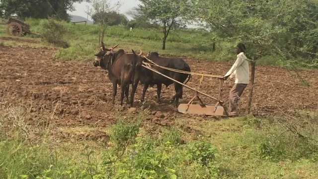 ରବି ସଂଗ୍ରହ ସରିନାହିଁ ଖରିଫ ପାଇଁ ପ୍ରସ୍ତୁତିରେ ଚାଷୀ