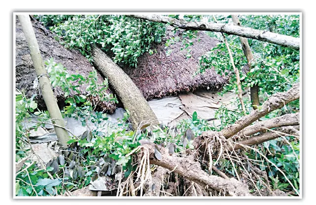 ଗଛ ଉପୁଡ଼ିଲା, କଚ୍ଚାଘର ମାଟିରେ ମିଶିଲା: ପାରାଦୀପରେ ୧୦୬ କି.ମି ବେଗରେ ପବନ