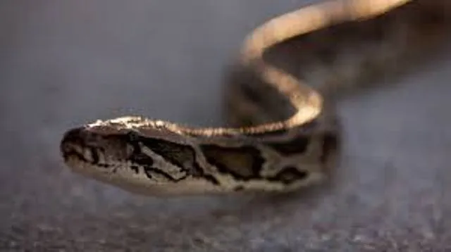 ସାପ କାମୁଡ଼ାରେ ଜଣେ ମୃତ