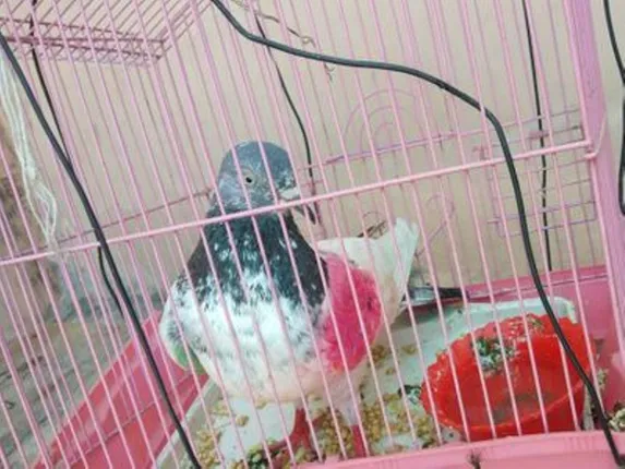 କଶ୍ମୀରରୁ ଧରାପଡ଼ିଲା ପାକିସ୍ତାନୀ ଗୁପ୍ତଚର ପାରା; ଚେତନ ଭଗତ କହିଲେ ଏଭଳି କଥା