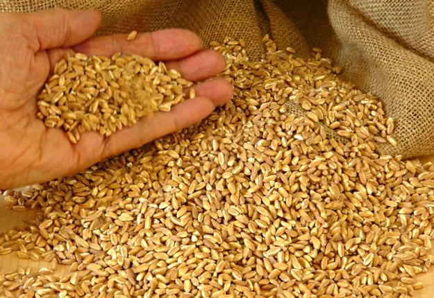 ୪ ଲକ୍ଷ ଗରିବ ପରିବାରକୁ ମିଳିନି ୫ ମାସର ଗହମ: ମୁଖ୍ୟ ସଚିବଙ୍କୁ ଏନ୍‌ଏଚ୍‌ଆରସିଙ୍କ ନୋଟିସ୍‌