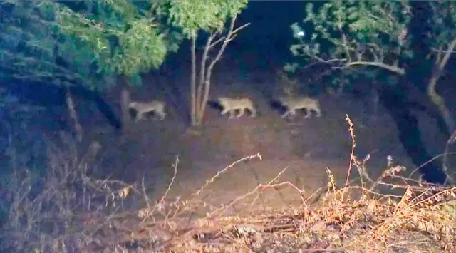 ଗୁଜରାଟ: ବାଟରେ ସିଂହପଲ ଠିଆ ହେବାରୁ ଆମ୍ବୁଲାନ୍‌ସ୍ ଭିତରେ ପିଲା ଜନ୍ମକଲେ ମହିଳା