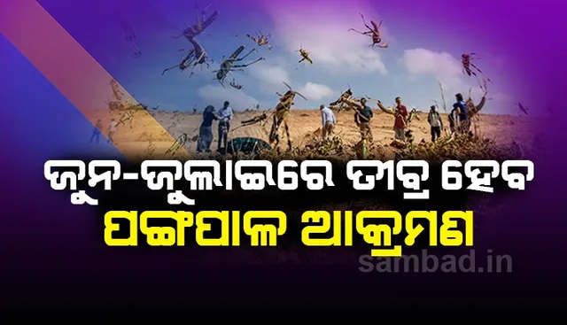 ଦେଶ ଉପରେ ଶଣ୍ଢୁଆଶୀ ଆକ୍ରମଣ କରିପାରନ୍ତି ପଙ୍ଗପାଳ; ସତର୍କ କଲା ମିଳିତ ଜାତିସଂଘର ଏଫ୍‌ଏଓ