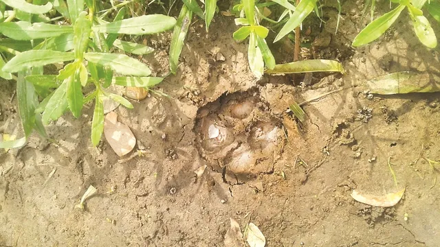 ବାଲିପାଟଣାରେ ବୁଲୁଛି ବାଘ! ପାଦ ଚିହ୍ନ ବାଘର ନା ହେଟାର