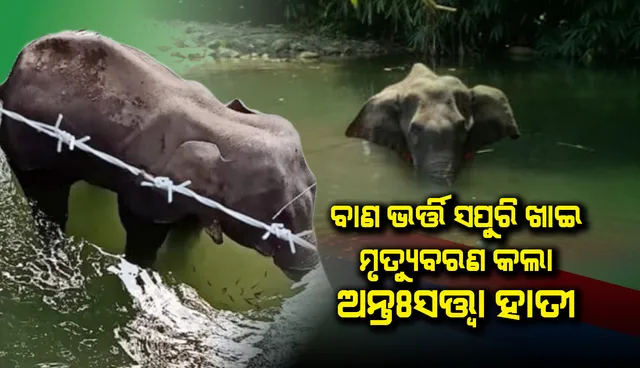 ଗାଁ ଲୋକଙ୍କ ଠାରୁ ବାଣ ଭର୍ତ୍ତି ସପୁରି ଖାଇବା ପରେ ପାଣିରେ ଠିଆ ହୋଇ ମୃତ୍ୟୁବରଣ କଲା ଅନ୍ତଃସତ୍ତ୍ବା ହାତୀ