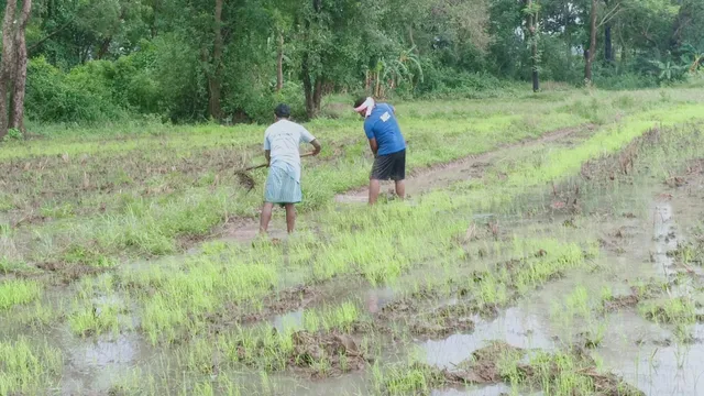 ବର୍ଷା ଅଭାବ: ଆଗେଇ ପାରୁନାହିଁ ଚାଷ କାର୍ଯ୍ୟ