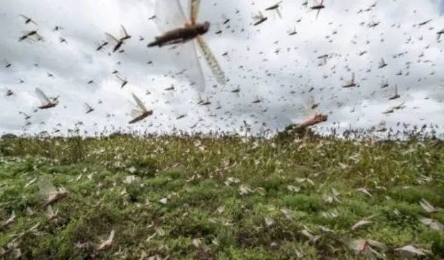 ଝାରସୁଗୁଡ଼ା ଜିଲ୍ଲାକୁ ପଙ୍ଗପାଳ ଭୟ, ସୀମାନ୍ତ ଅଞ୍ଚଳରେ କଡ଼ା ନଜର